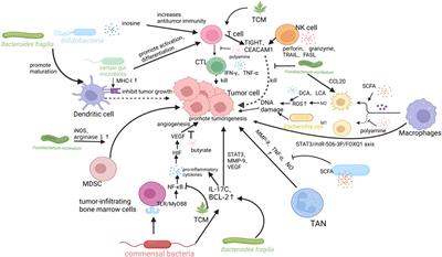 Interaction of gut microbiota with the tumor microenvironment: A new strategy for antitumor treatment and traditional Chinese medicine in colorectal cancer